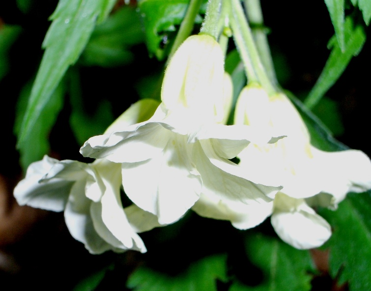 Cardamine kitaibelii / Dentaria di Kitaibel